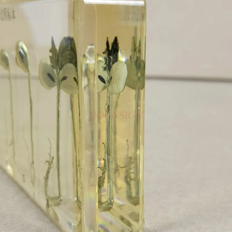 Kindergarten teaching cognitive plant seed specimen soybean germination growth resin real artificial amber 4
