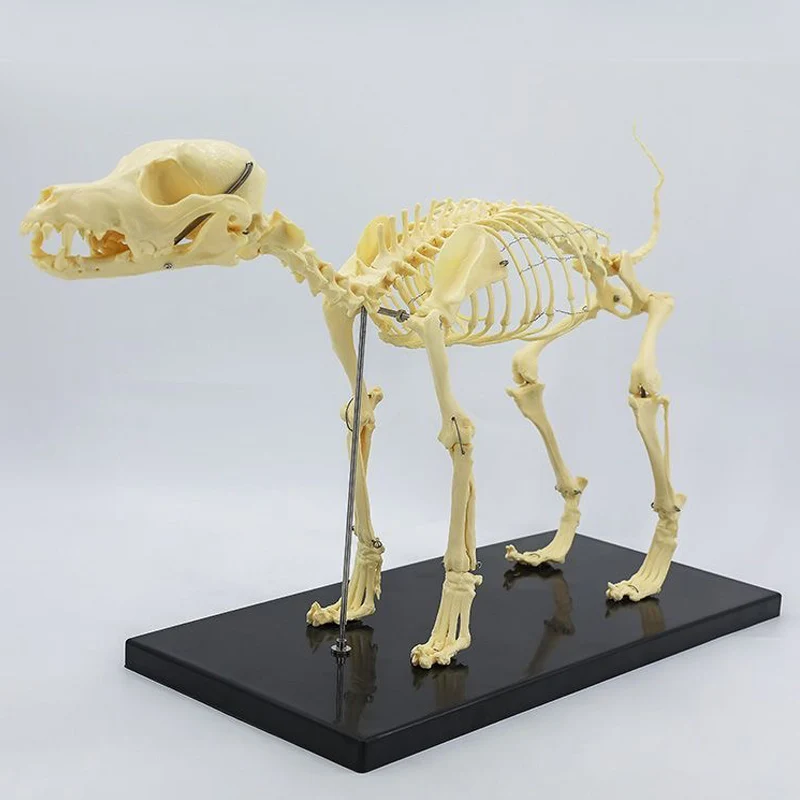 Small Size Dog Skeleton Anatomical Model Medical Science Education Bones Skeleton Specimen Model Teaching Leaning Study Tool