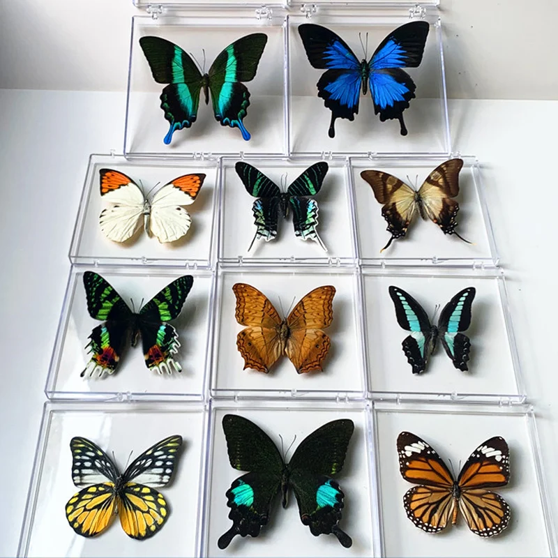 

Natural Real Butterfly Specimens Rare And Exquisite Specimens Transparent Boxed Mixed Butterflies For Education Collection Rese