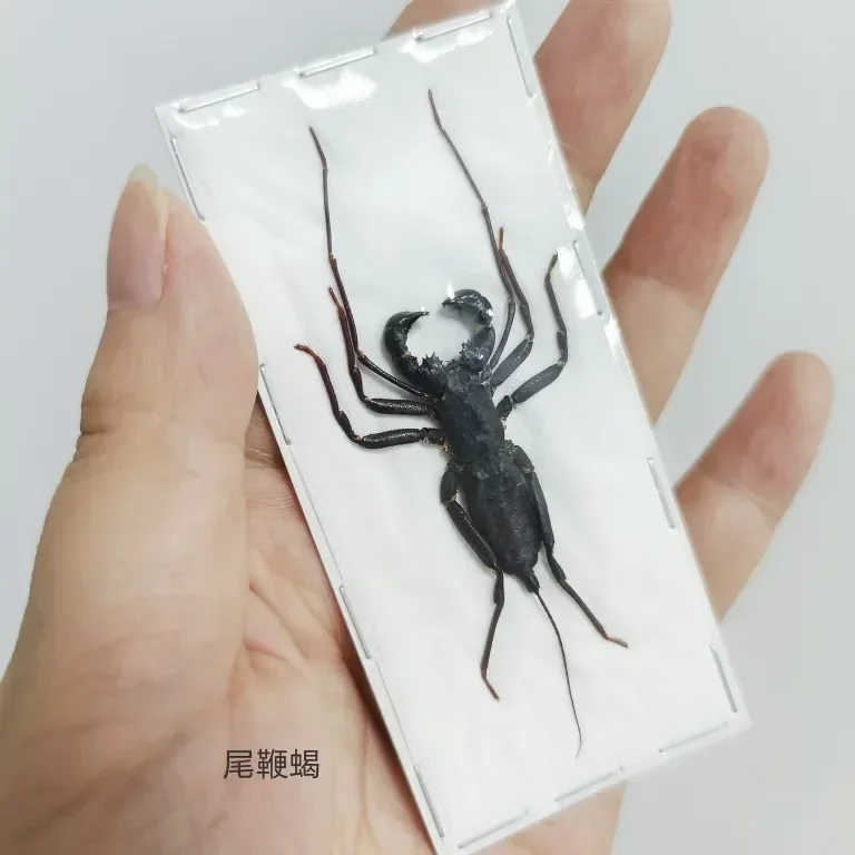 Real Beetle Blue Alien Scorpion Specimen Tarantula Giant Rainforest Insects Steam Beetle Collection Photography Home Decor 4