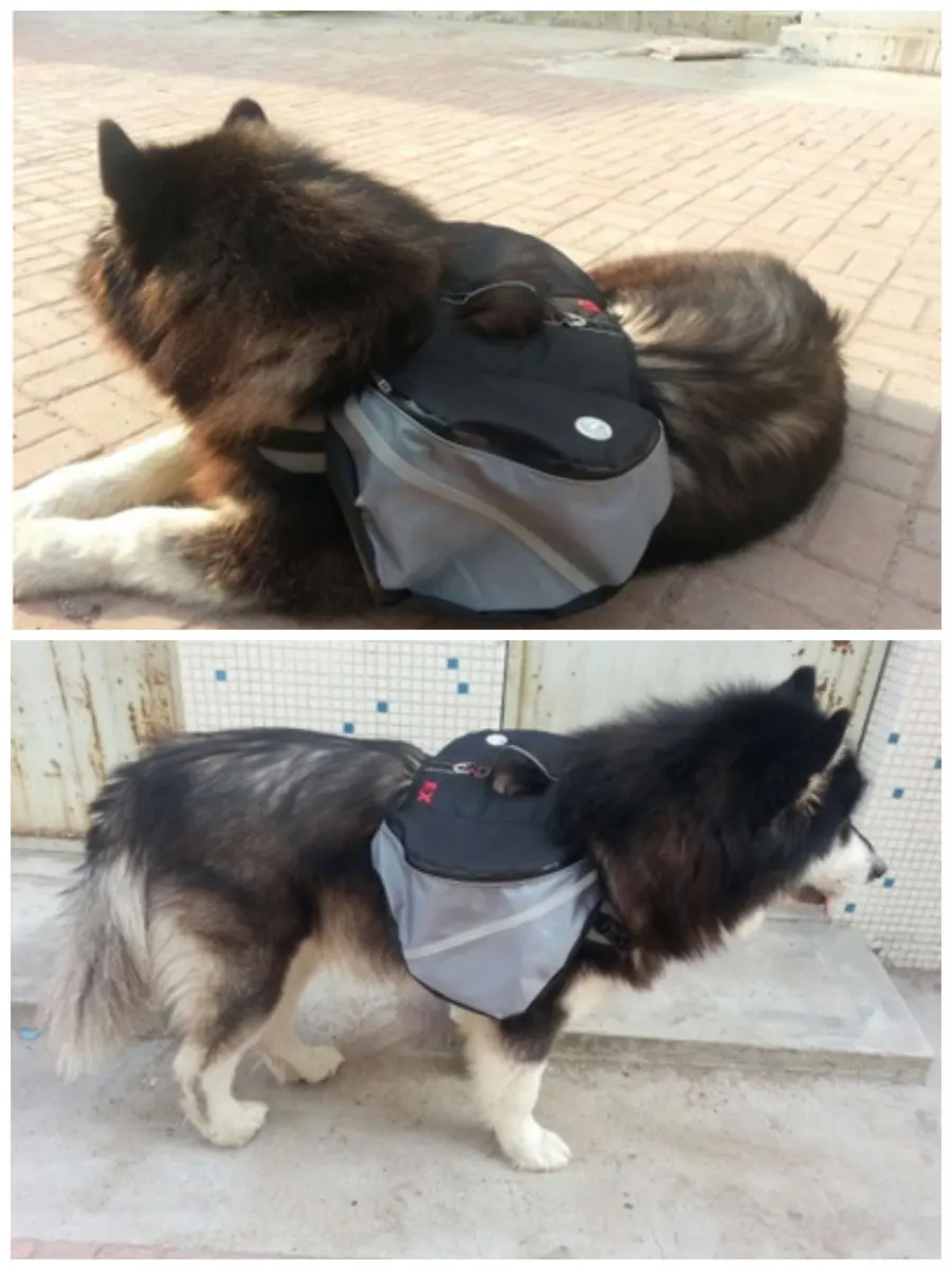 Title 5, Self Carrier Dog Harness Outdoor Dog Backpacks ...