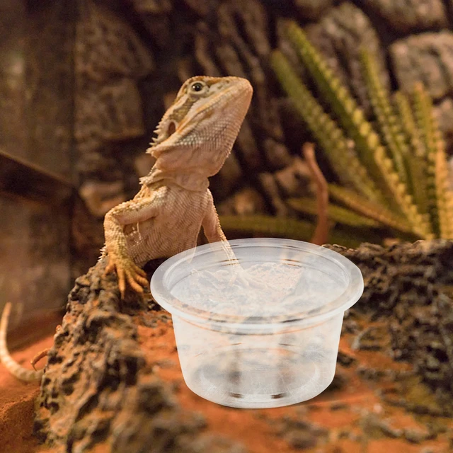 Crested Gecko Water Dish Cheapest Online clc.cet.edu