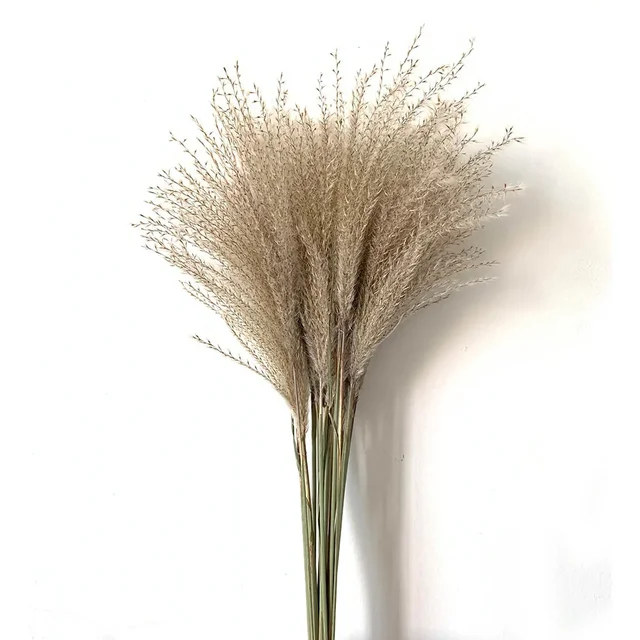 50/100pcs Real Dried Small Pampas Grass