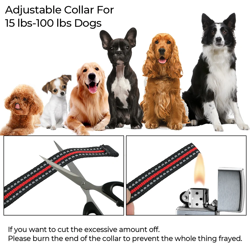 Can A Shock Collar Burn A Dog