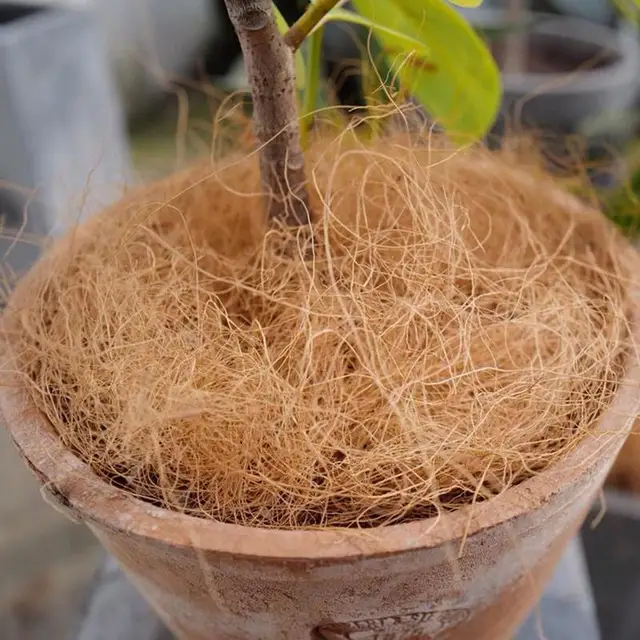 Kókuszdió Héja Rost Orchideák Kézműves Kisállat Ágynemű Rovarbiztos Védelem - Image 5