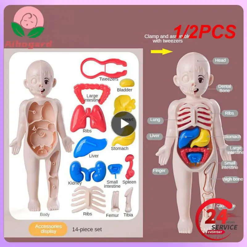 

1/2PCS Kid Montessori 3D Puzzle Human Body Anatomy Model Educational Learning Organ Assembled Toy Body Organ Teaching Tool For