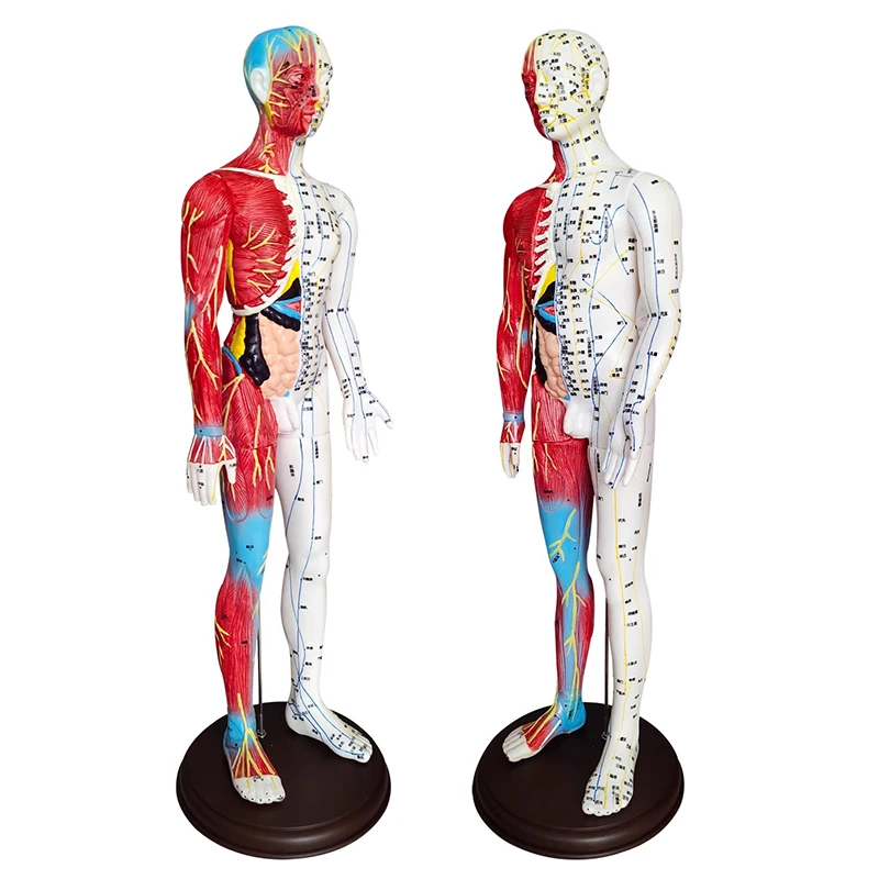 

Chinese Body Acupuncture Meridian Points Model 60CM Male Human Medical Acupoint Model Acupuncture Massage