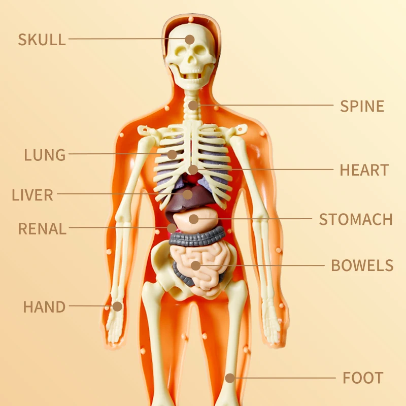 3D Human Body Model People Action Figure Torso Anatomy Interactive Scientific Kit Removable Structural Organs Skeleton human skull model