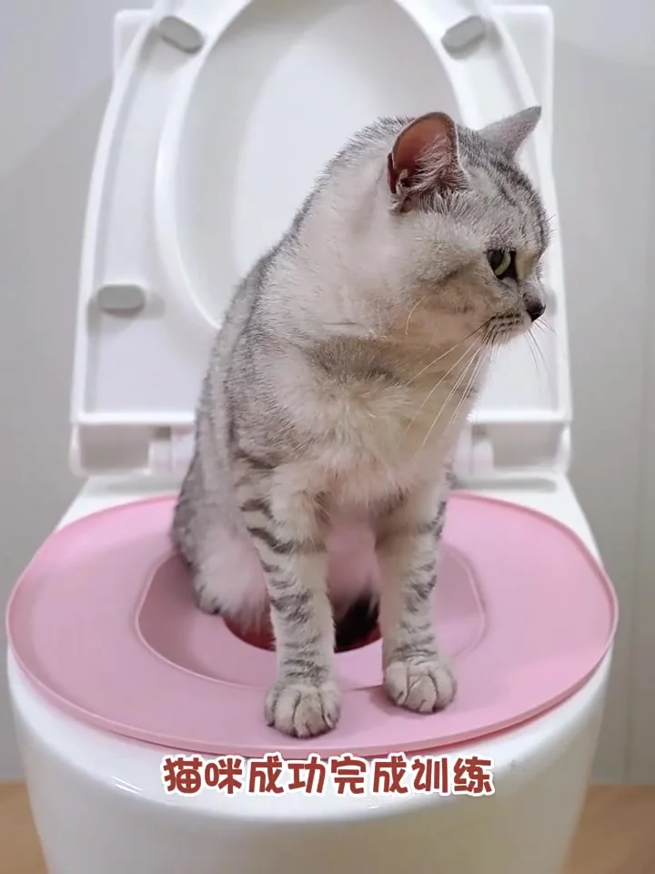 Potty Training Cats on the Toilet: Master the Art Now!