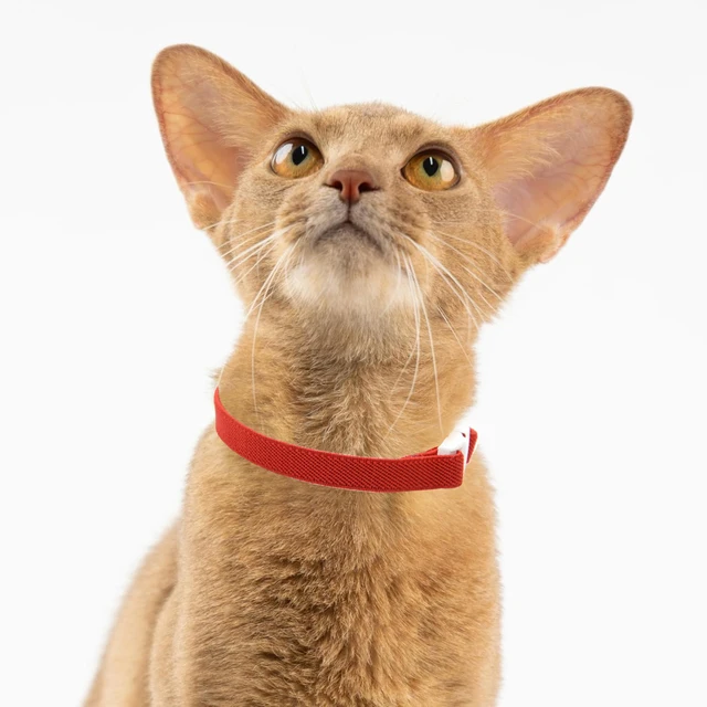 Fashion Safety Cat Collar Stretch Elastic Collars - Light Weight for Kitten, Neck for All Small Large Cat,Puppy Pet Accessories 2