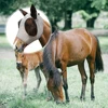 Mesh Fly Mask Hood Breathable Anti Fly Stretchy Knitted Mesh Mask Anti-Worms Horse Flying Mask Horse Riding Equestrian Equipment 2