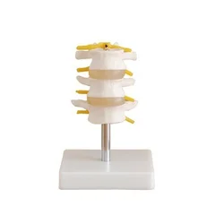 Modelo de columna Lumbar Normal, 20 piezas, tres secciones