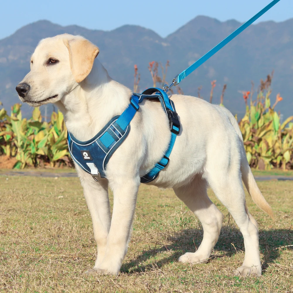 Dog Harness Image 10