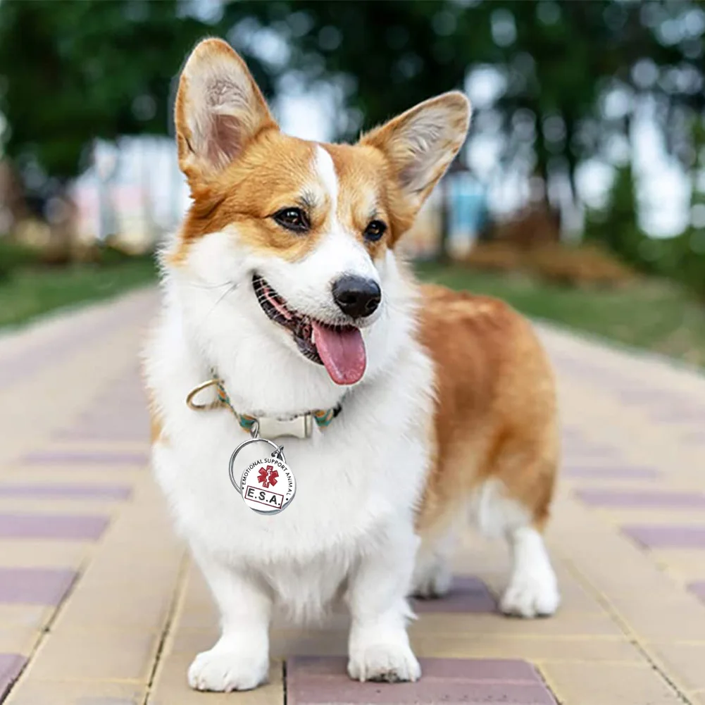 Personalized Stainless Steel Dog Tag – Double-Sided Anti-Lost Pet Collar Accessory