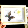 Real Natural Butterfly Specimen Education Teaching Home Decor Artwork Material Gift Ornament DIY Tabletop Decoration 4