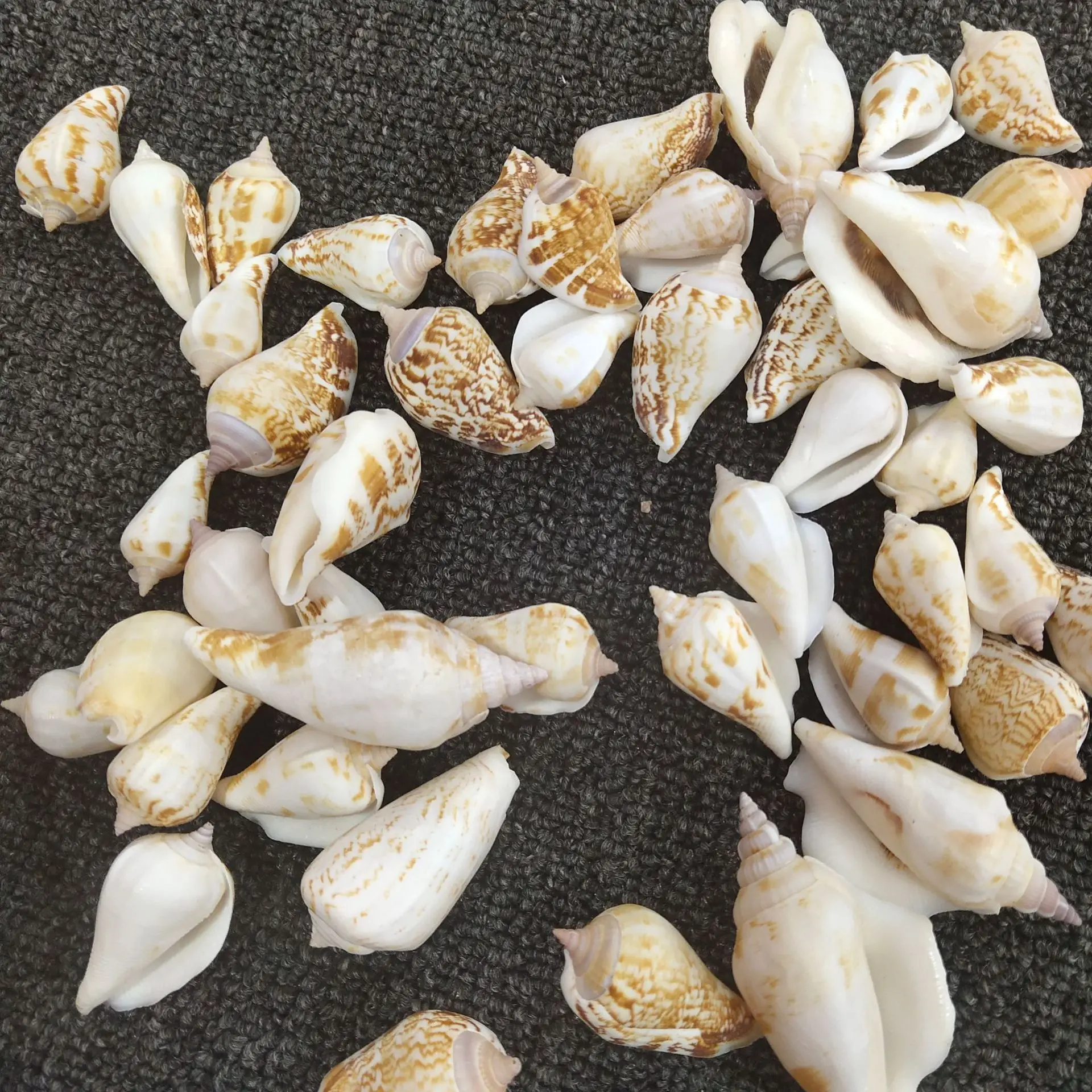 피닉스 콘치, 3-4cm, 소라껍질 창문 장식 공예품, 화이트 마우스