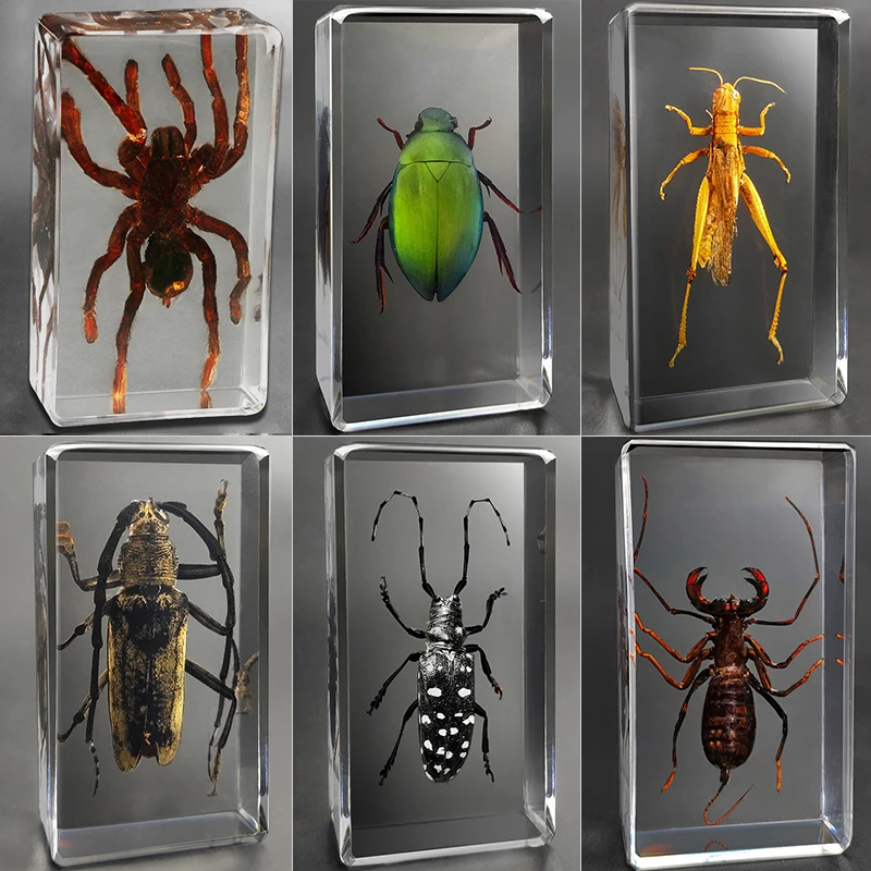 

Real insect specimen kindergarten Museum children's Resin early education observation supplies scorpion spider creative ornament