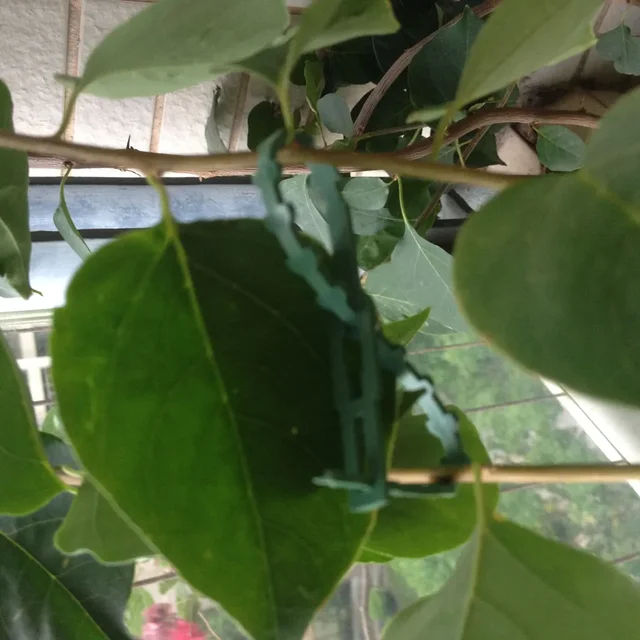 16.5 Cm Műanyag Kábelköteg Kertészeti Klipek Növénykötések Zöld - Image 3