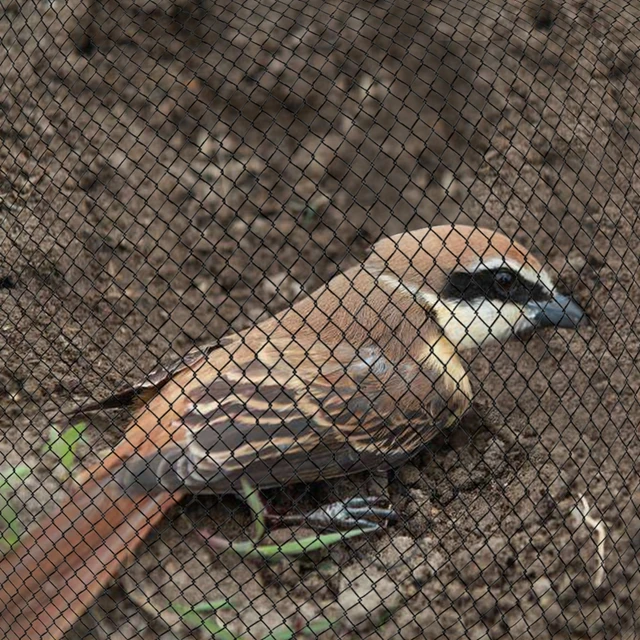 A Madárgátló Nettó Szőlőültetvények, Gyümölcsösök És Egyéb Mezőgazdasági Aggályok - Image 5
