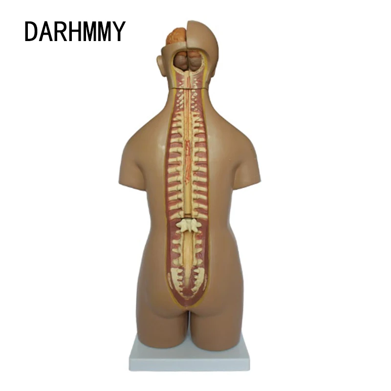DARHMMY 인간의 몸통 바디 모델 55CM, 유니섹스 바디 20 부분 해부학 해부학 의료 모델 교육용 내부 장기