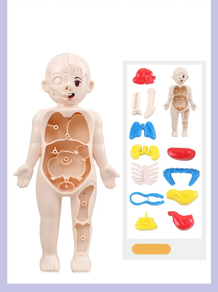 Human organ structure model 14 piece
