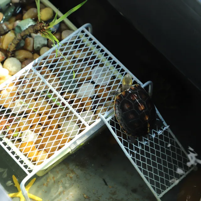 Metal Turtle Suthing Platform Fi Tank Deep Water Non-Suction Ba Suthing Floating Island Pet Fi Care Equipment 5