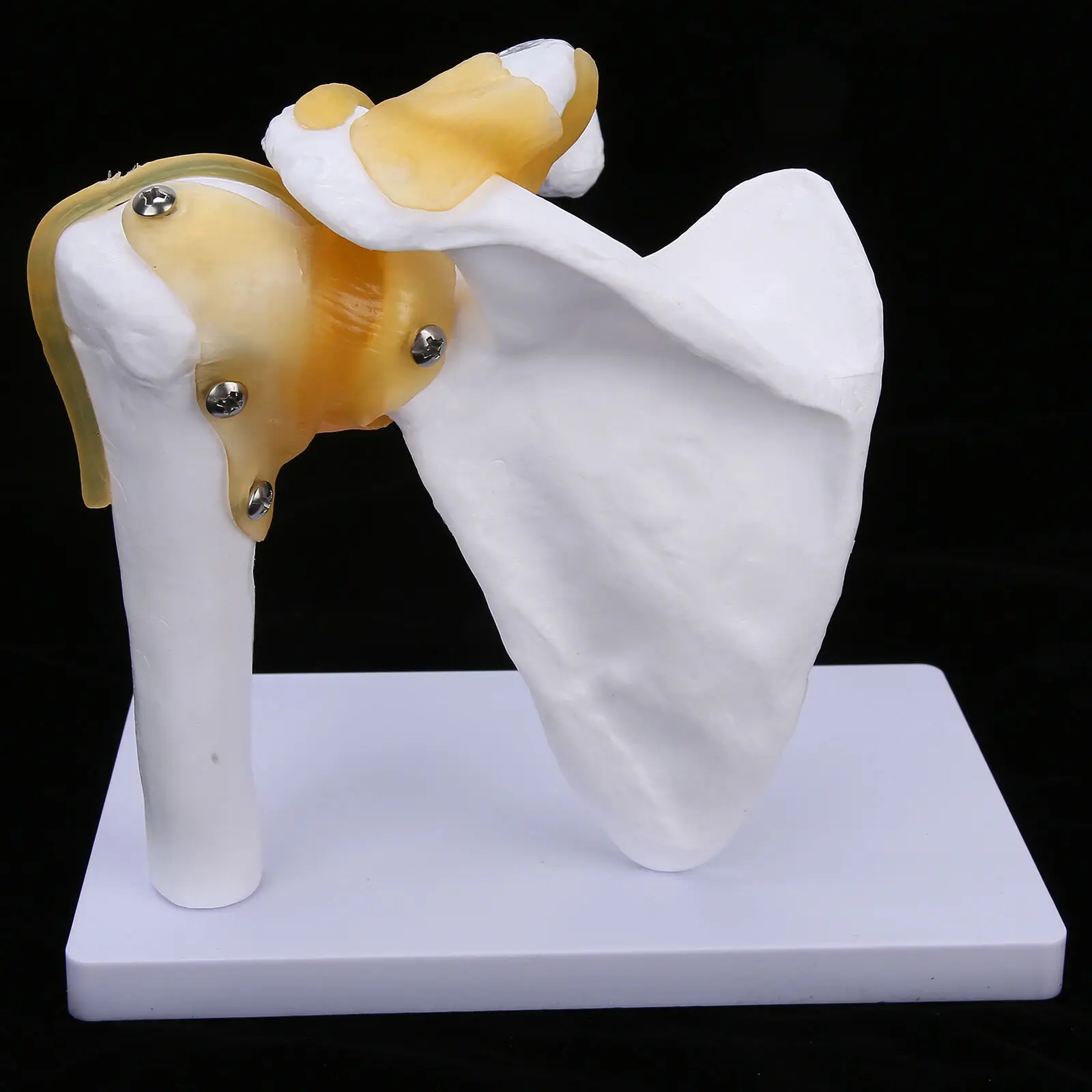 

Anatomical Shoulder Joint Model Environmentally Friendly Shoulder Joint Model