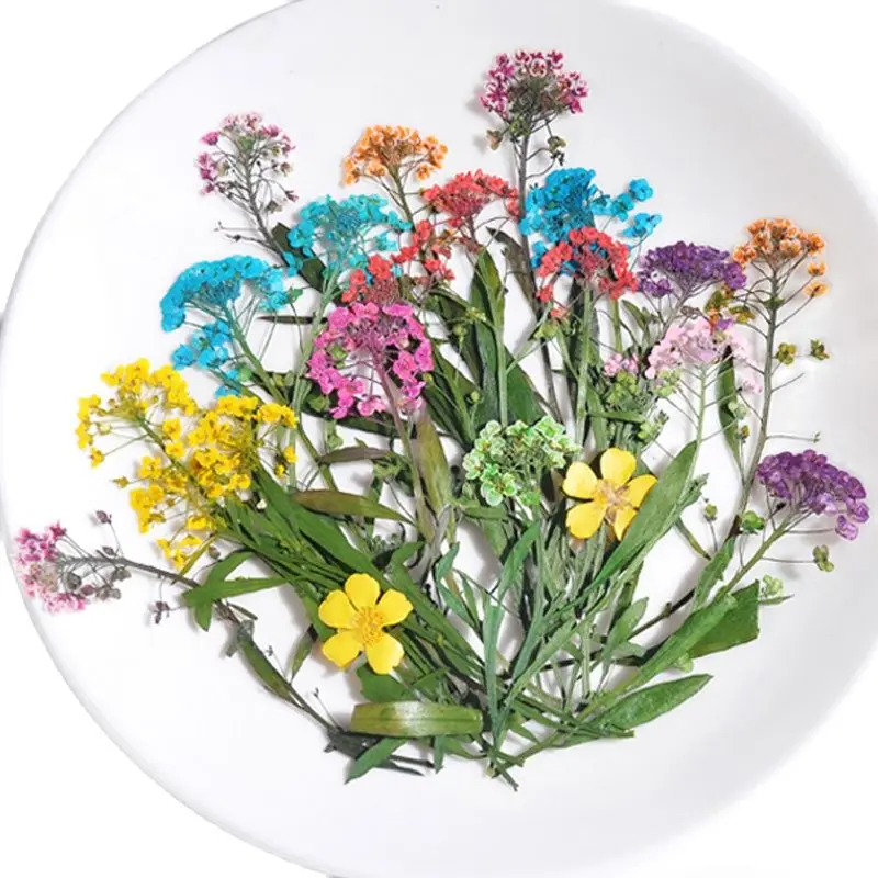 

Высушенный прессованный цветок на стебле Alyssum, производители для декорирования сухих цветов, 1000 шт.