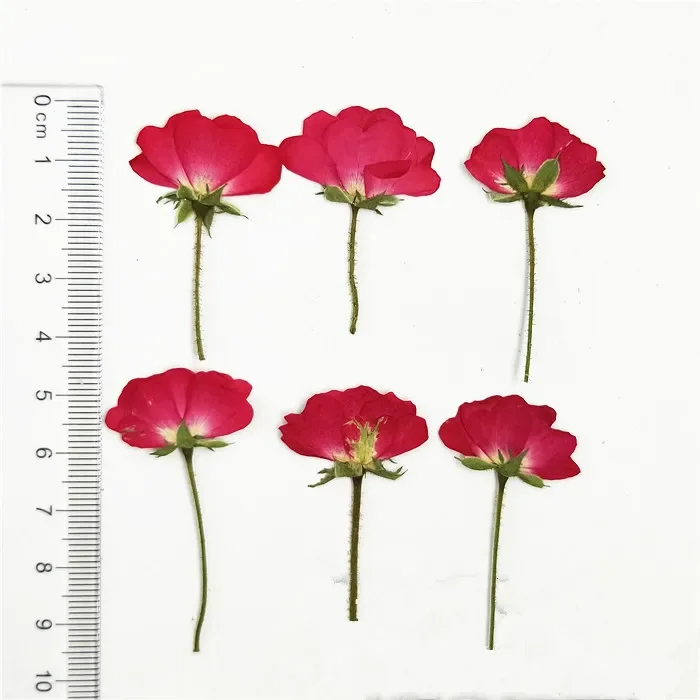20pcs 1.5-2.5cm head
