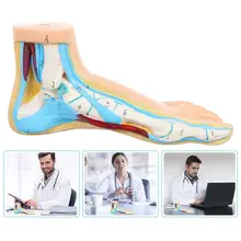 

Medical Normal Foot Anatomical Model Teaching Anatomy Human Normal Foot Model