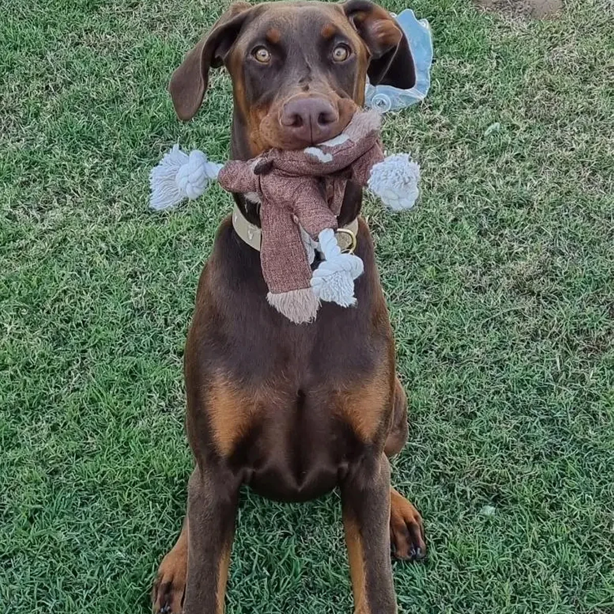 Squeaky Squirrel Dog Toy in Action