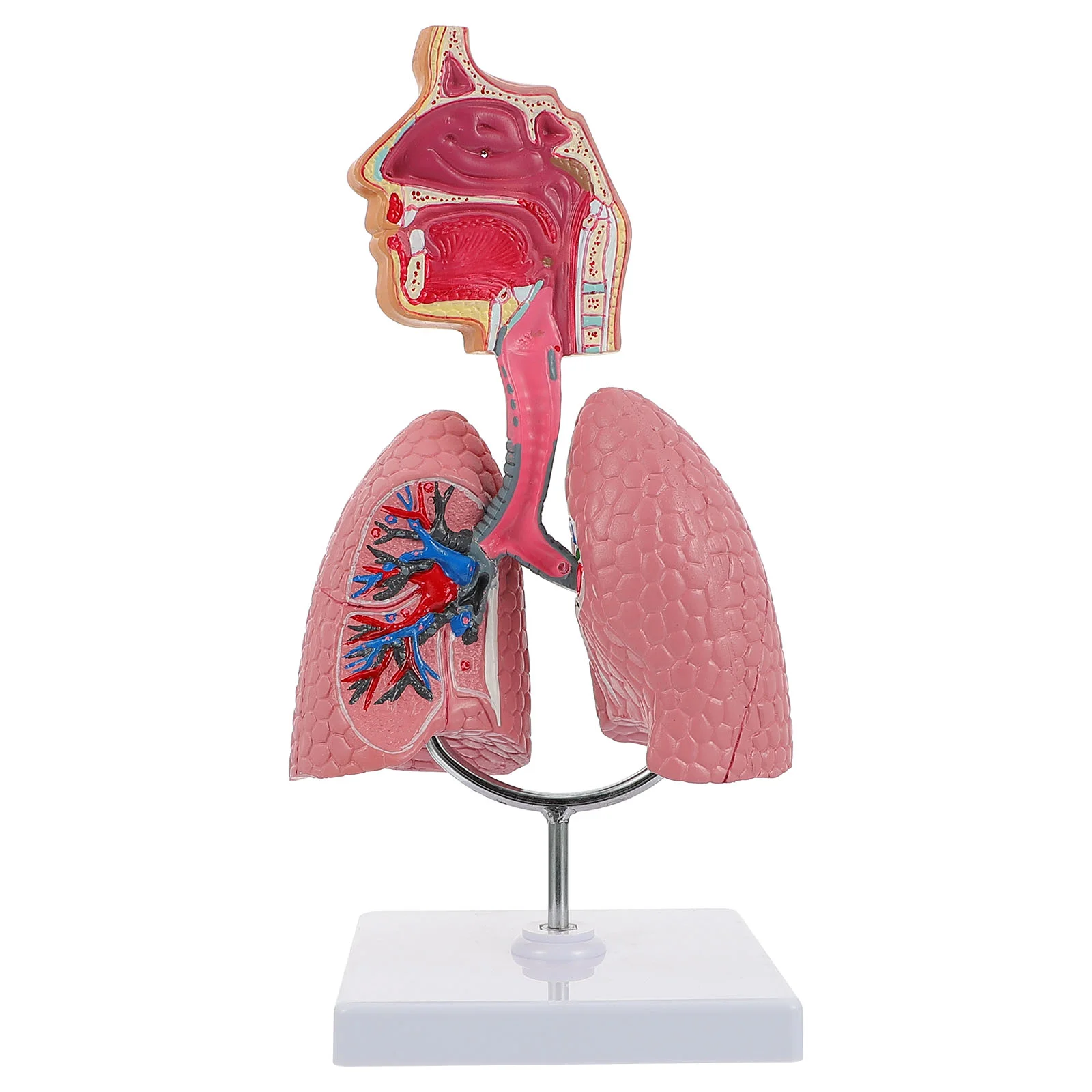 

Модель дыхательной системы долговечность, яркие модели анатомии человеческого тела легких, обучение медицинскому студенту из ПВХ