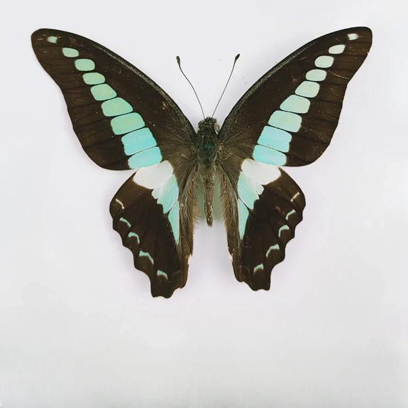 29 Carefully Selected Butterfly Specimens Real Butterfly Insect Teaching Specimens Wings Not Unfolded Home Decor Multiple Style 2