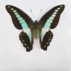 29 Carefully Selected Butterfly Specimens Real Butterfly Insect Teaching Specimens Wings Not Unfolded Home Decor Multiple Style 2