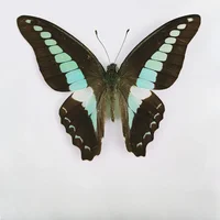 29 Carefully Selected Butterfly Specimens Real Butterfly Insect Teaching Specimens Wings Not Unfolded Home Decor Multiple Style 2