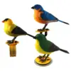 Cute Sing Electronic Birds Toy Music Educational Controlled Bird 6