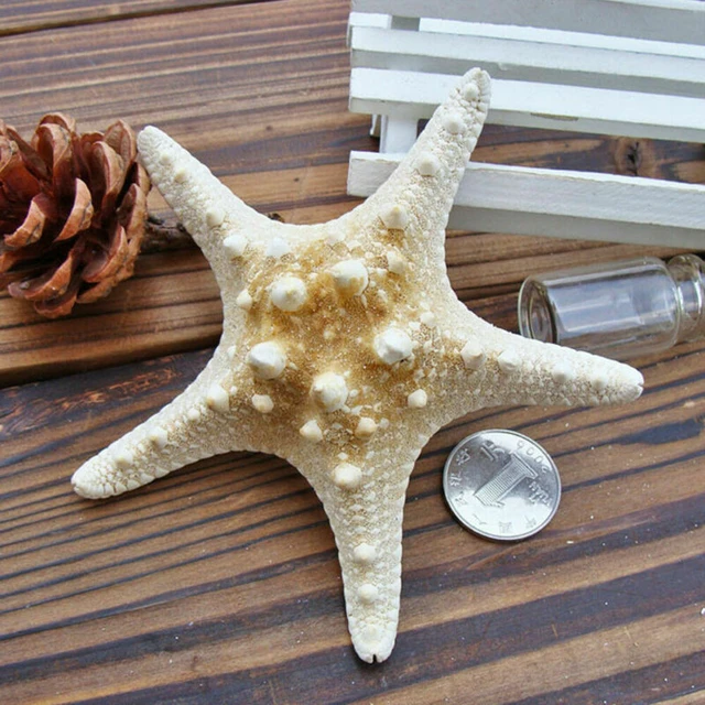 Starfish Shells Starfishes, Sea Shell Starfish