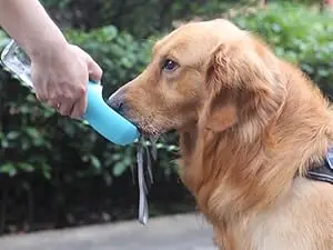 dog water bottle