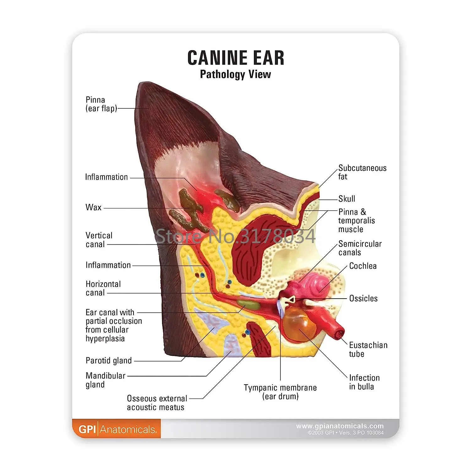 Dog Ear Canal Anatomy
