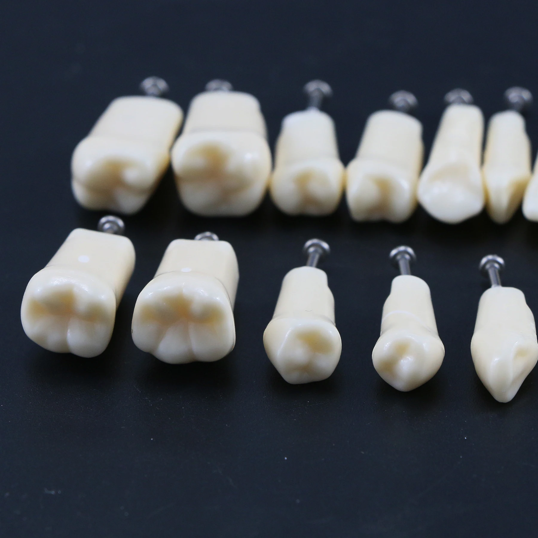Dental Teeth Model Screw-in Replacement Teeth Compatible NISSIN 500 Type For Dentistry Preparation Training Teach Resin Material