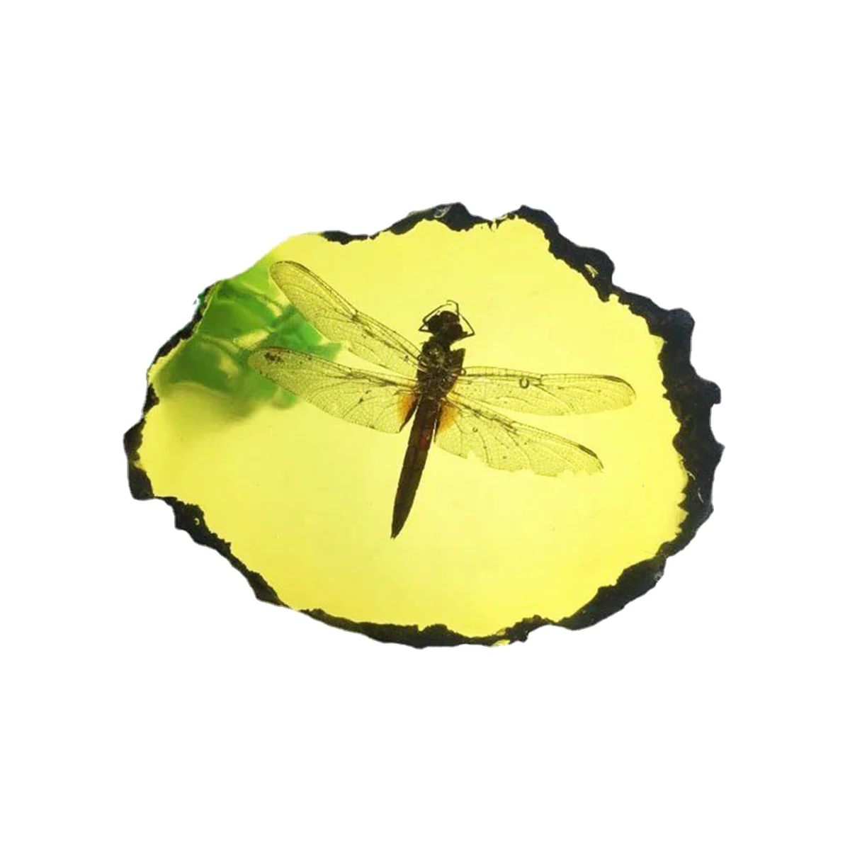 

Fossils Insect Samples Artificial Insect Collection Science Education,