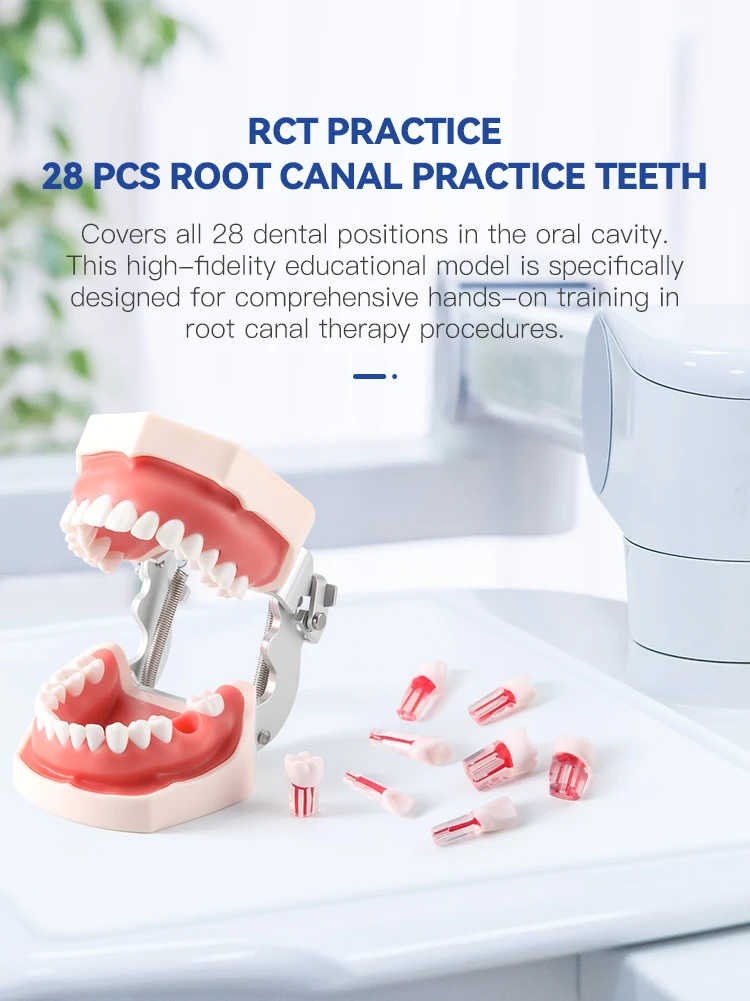 28 teile/satz Dental Endodontie Zähne Modell Voller Mund Wurzel Kanal Praxis Studie Modell Endo Zähne Block Ausbildung AZDENT – Detail 1