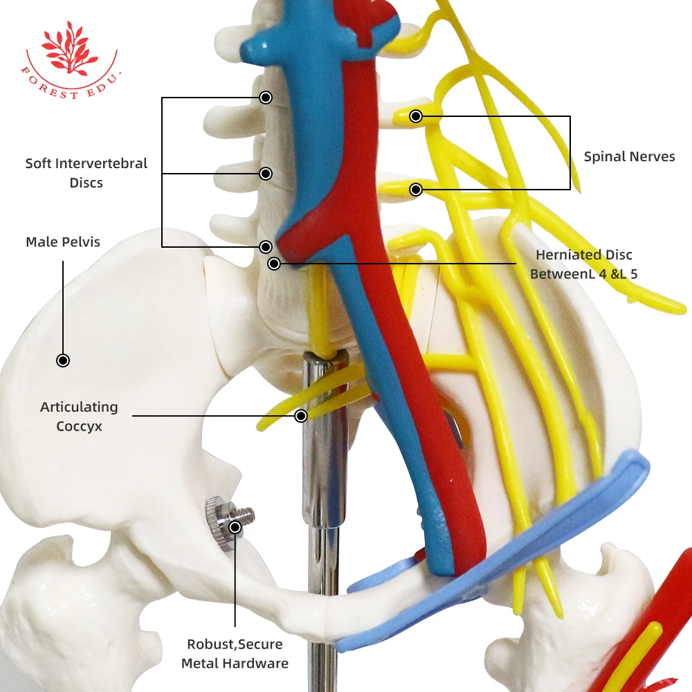 Anatomical Model FRT013 1/2 Life Size 85cm Human Skeleton Include Nerve Blood Vessels,Heart Medical Science Teaching Resource