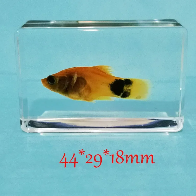 Fish Specimens Built In Epoxy Resin for Home Decoration Butterfly Specimen