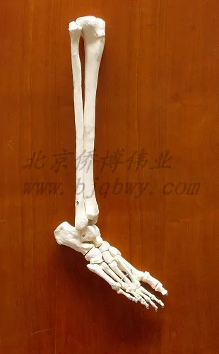 

Foot bone fibula Tibial model Adult foot skeleton model free shipping