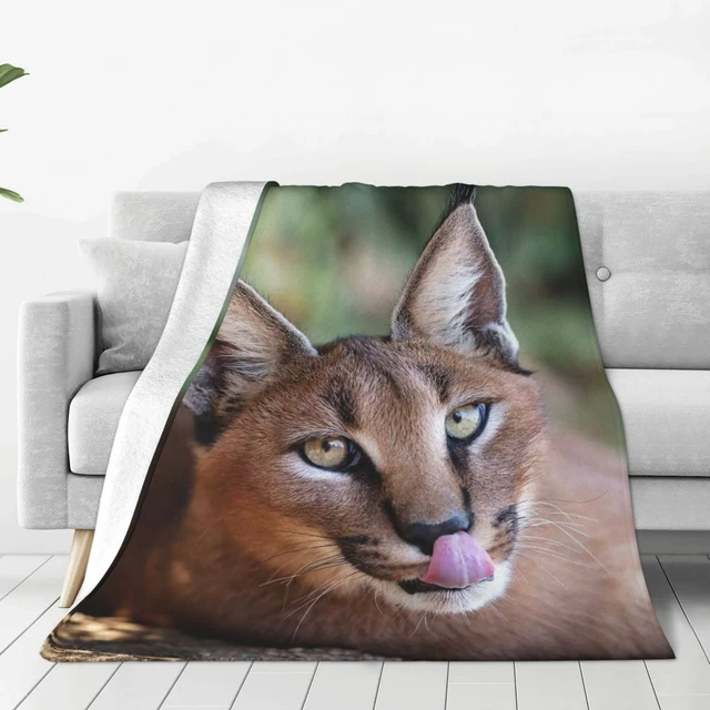 floppa v:  Animals, Pets, Caracal