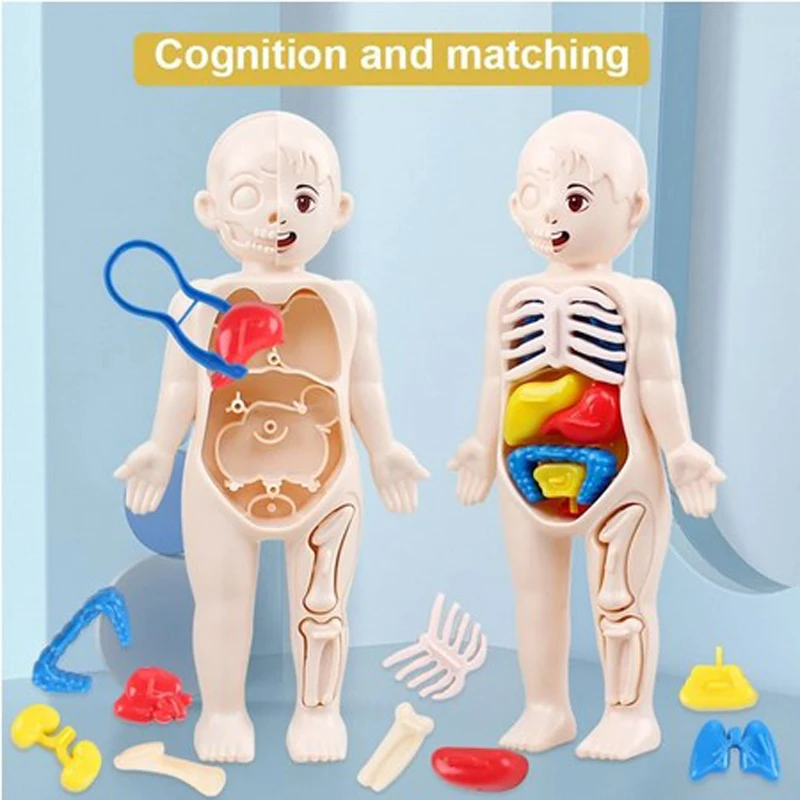 

14Pcs Set Human Organ Model Children DIY Assembled Medical Early Science And Education Toys