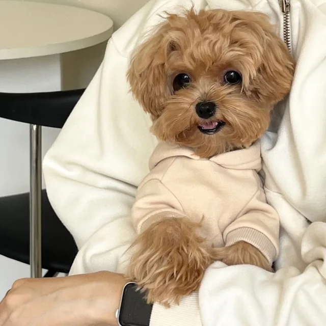 S68069406bee64ec2bb49e6275daae597q.jpg Autumn and Winter Pet Sweatshirts Warm Clothes for Dogs Teddy Letter Print Hoodies Bichon Frise Fleece Two-Legged Clothes
