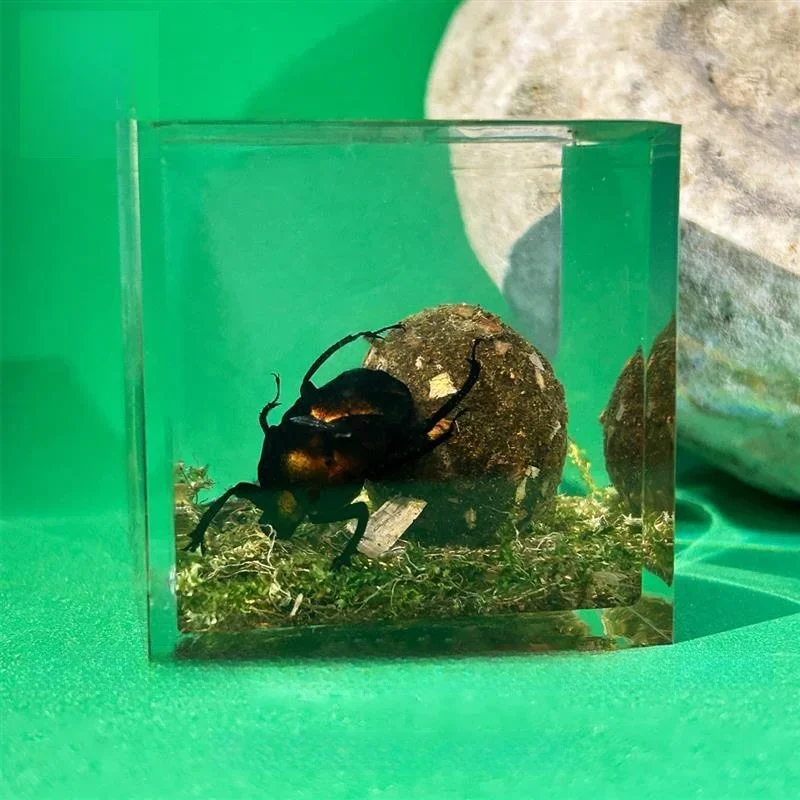 Insect Specimens Resin Epoxy Real Dung Beetle Specimen Insect Taxidermy Acrylic Clear Resin Dung Beetle Insect Sample Bug Collection House Decor