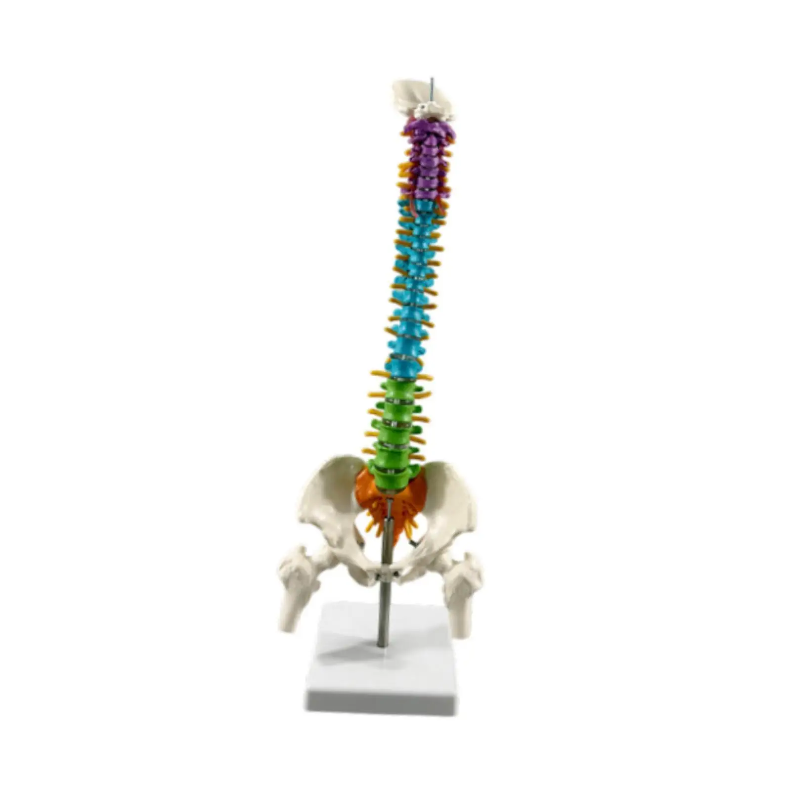 Flexible Human Spine Model 2